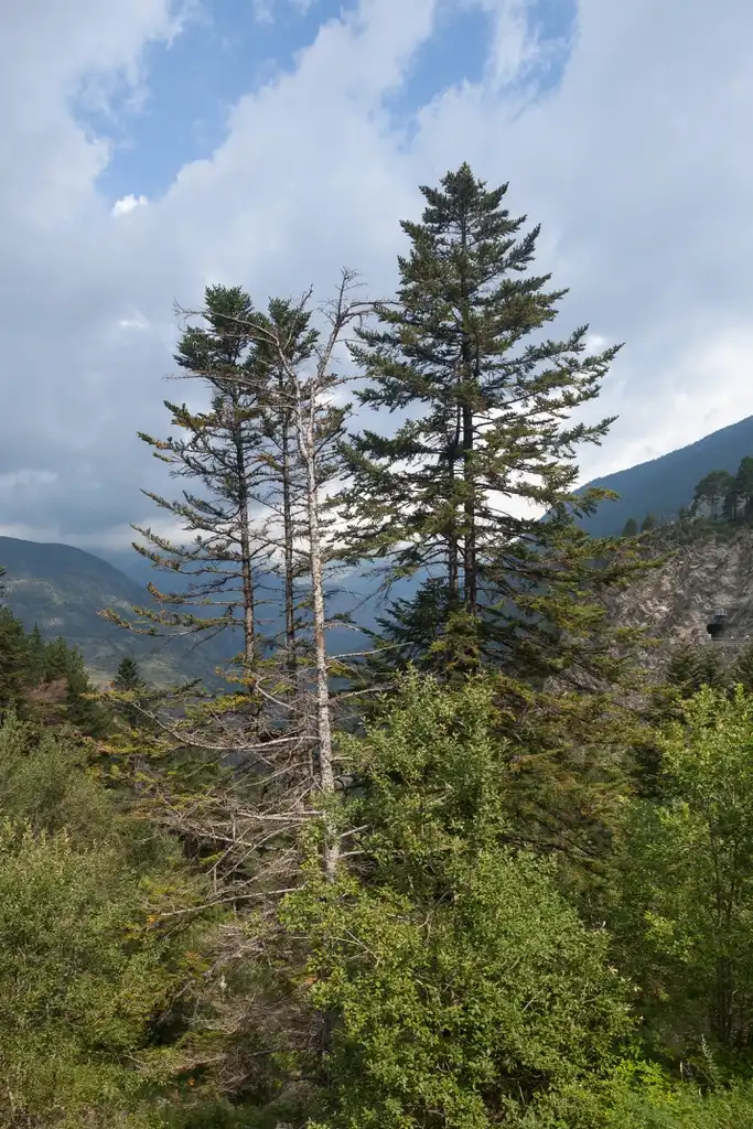Foto de Abies alba - Trees in Forest:Luis Miguel Bugallo Sánchez