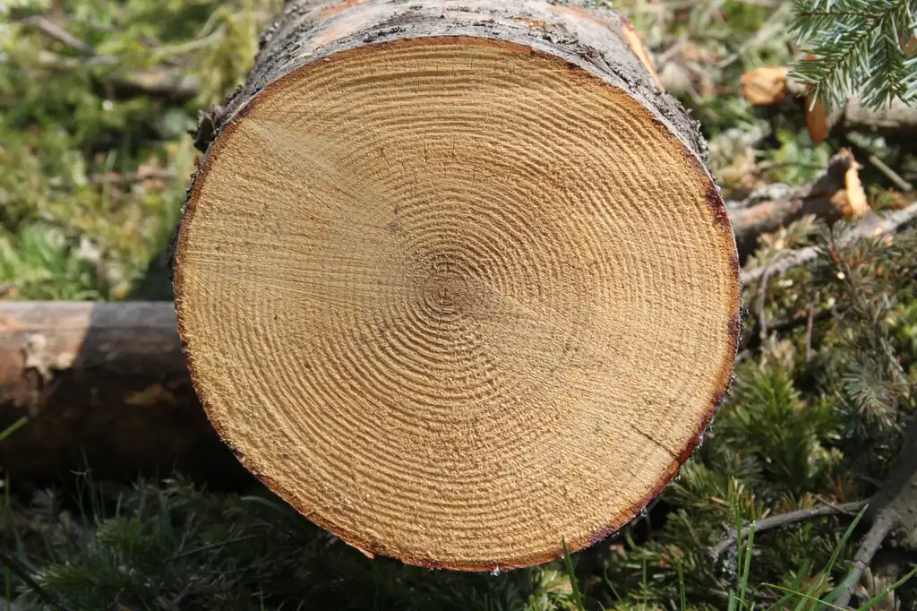 Foto de Abies alba - Cross Section of trunk:Cruiser