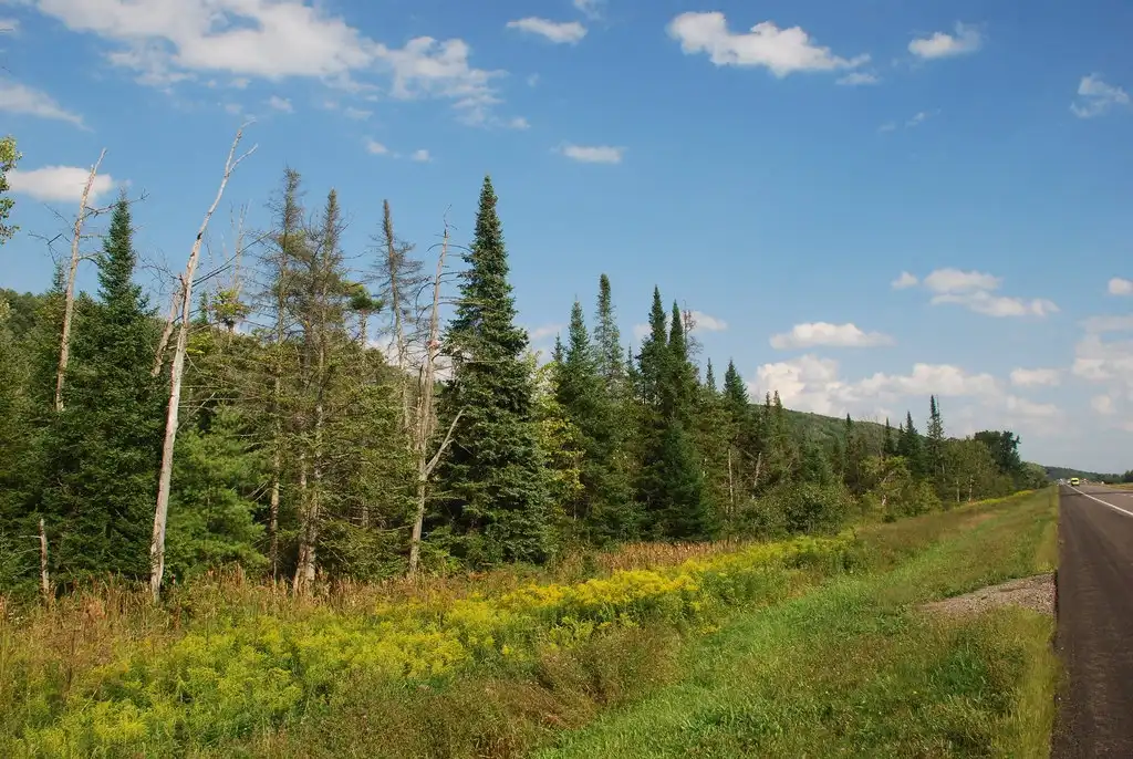 Фото Abies balsamea (Abies balsameas)