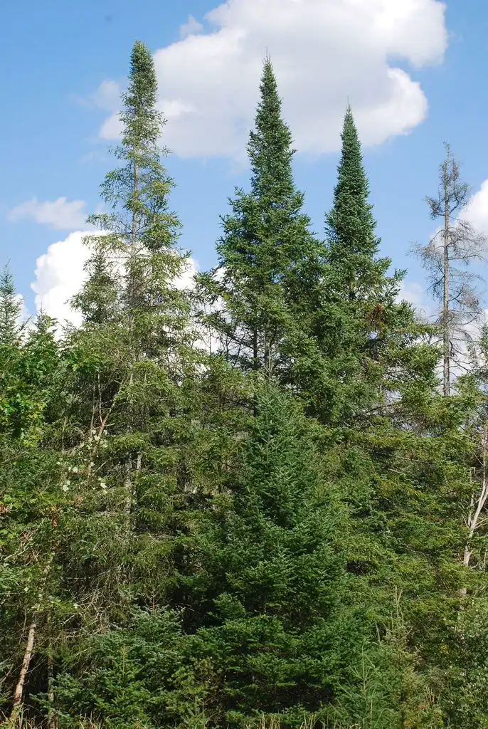 Фото Abies balsamea (Abies balsameas)