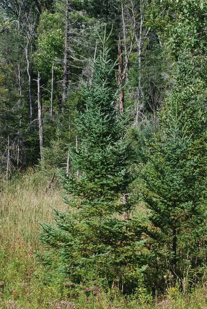 Фото Abies balsamea - (Steuben County, NY)-Late Summer:Douglas Goldman, USDA
