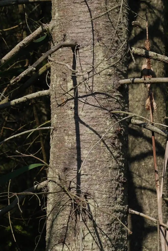 Фото Abies balsamea - (Steuben County, NY)-Late Summer:Douglas Goldman, USDA