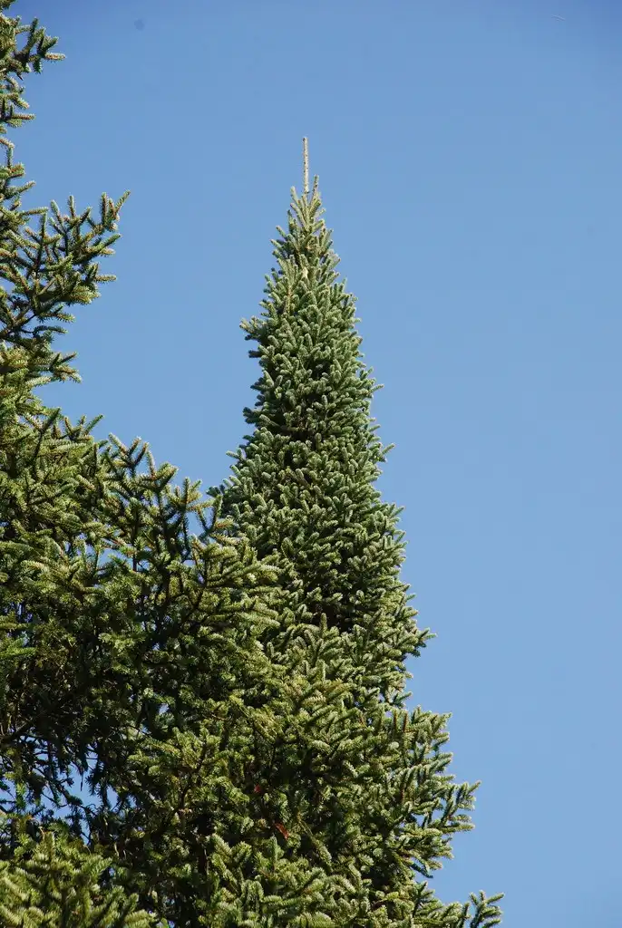 Фото Abies balsamea - (Steuben County, NY)-Late Summer:Douglas Goldman, USDA