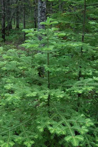 Фото Abies balsamea - Tree form:EliSagor