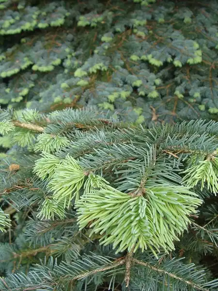 Фото Abies balsamea - needles:Eli Sagor