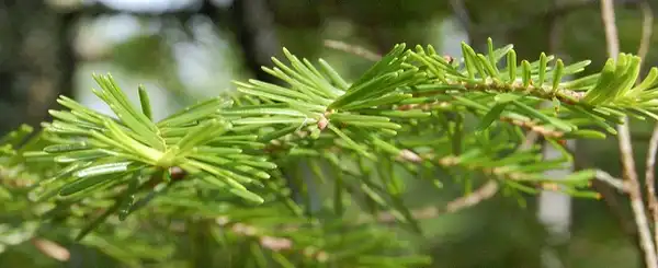 Фото Abies balsamea - needles:Eli Sagor