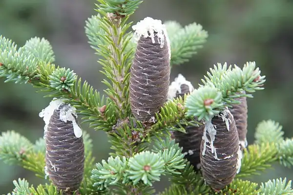 Фото Abies balsamea - Cones are upright at the crown of tree.:Chepas
