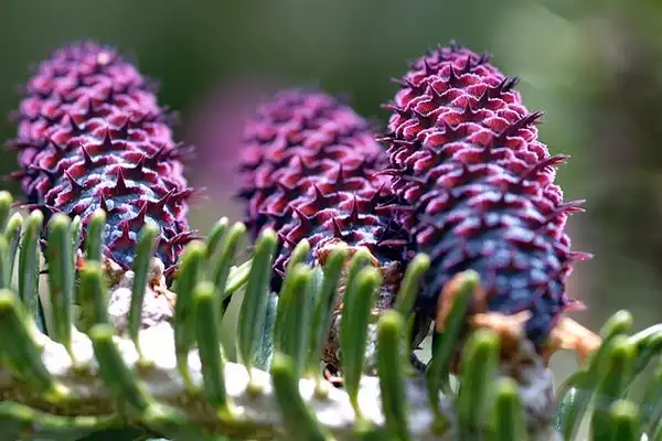 Фото Abies balsamea - cones:Kate Eburg