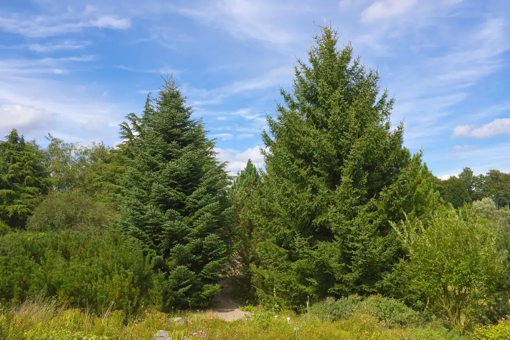 Фото Abies cephalonica (Abies cephalonicas)