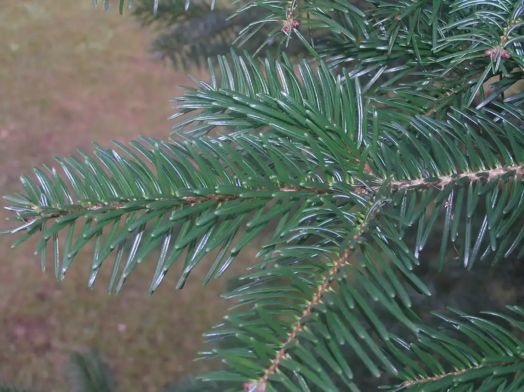 Фото Abies cephalonica (Abies cephalonicas)