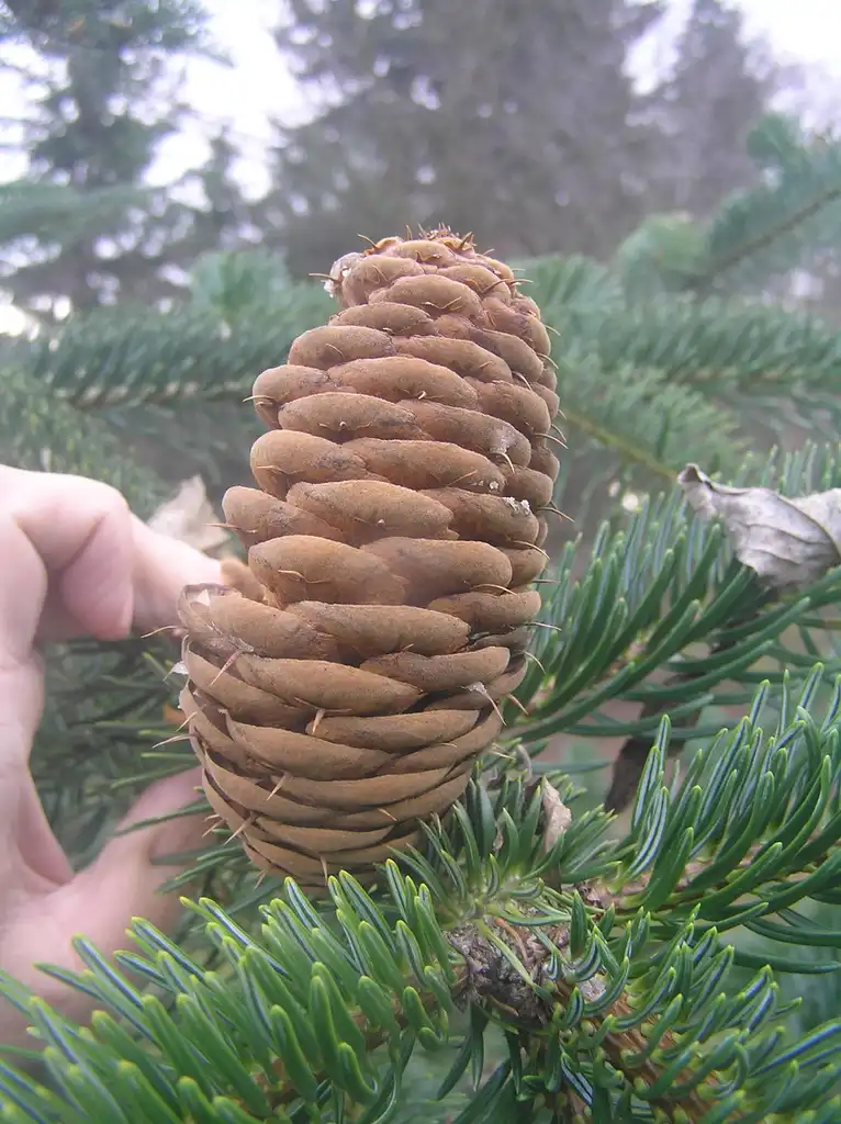 Фото Abies cephalonica - cone:Petr Filippov