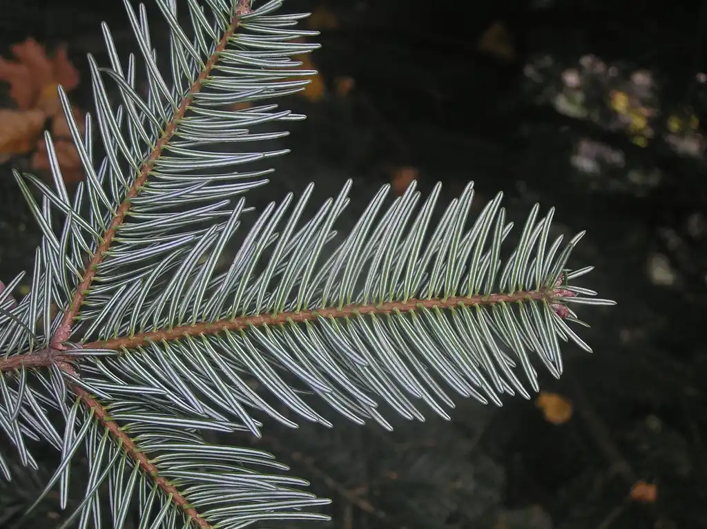 Фото Abies cephalonica - Underside of leaf:Don Pedro28