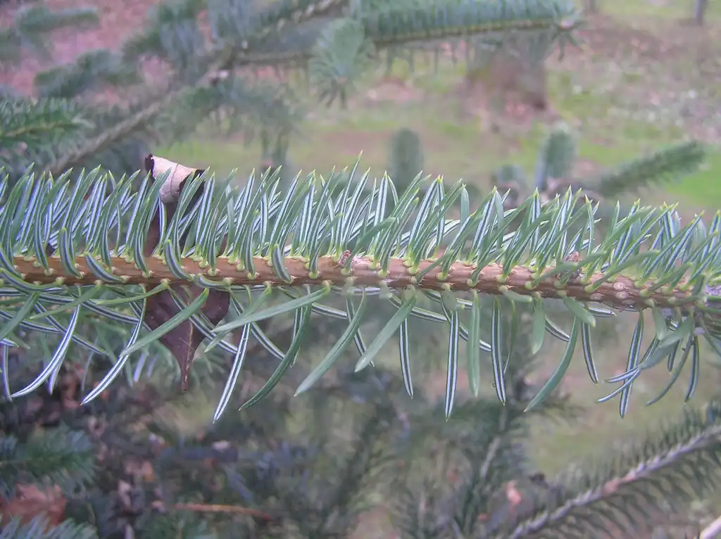 Фото Abies cephalonica - Stem with leaves:Petr Filippov
