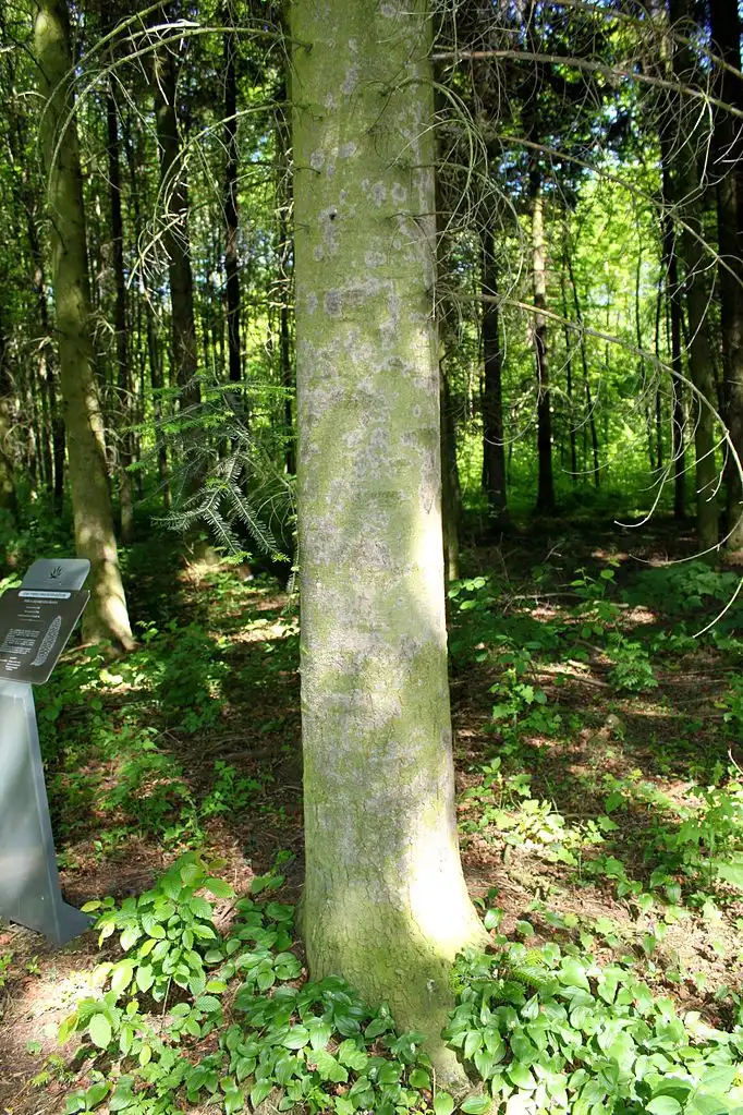 Фото Abies cephalonica - Trunk:Crusier