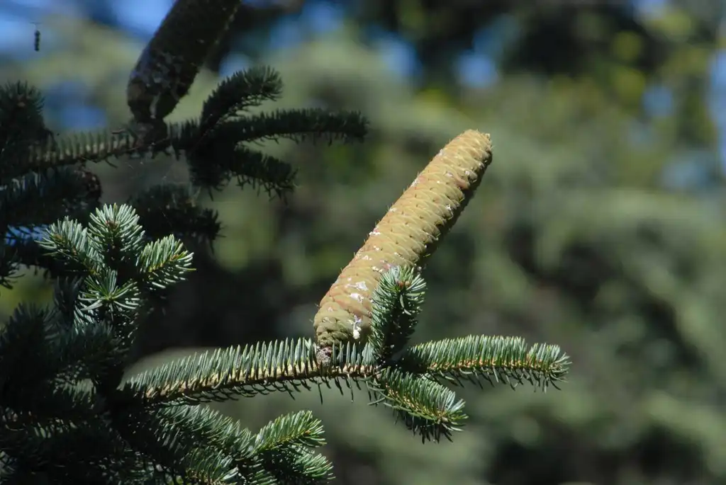 Фото Abies cephalonica - Cone and Leaves (Morris Arboretum, PA):Jim Robbins