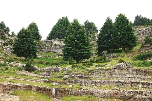 Фото Abies cilicica (Abies cilicicas)