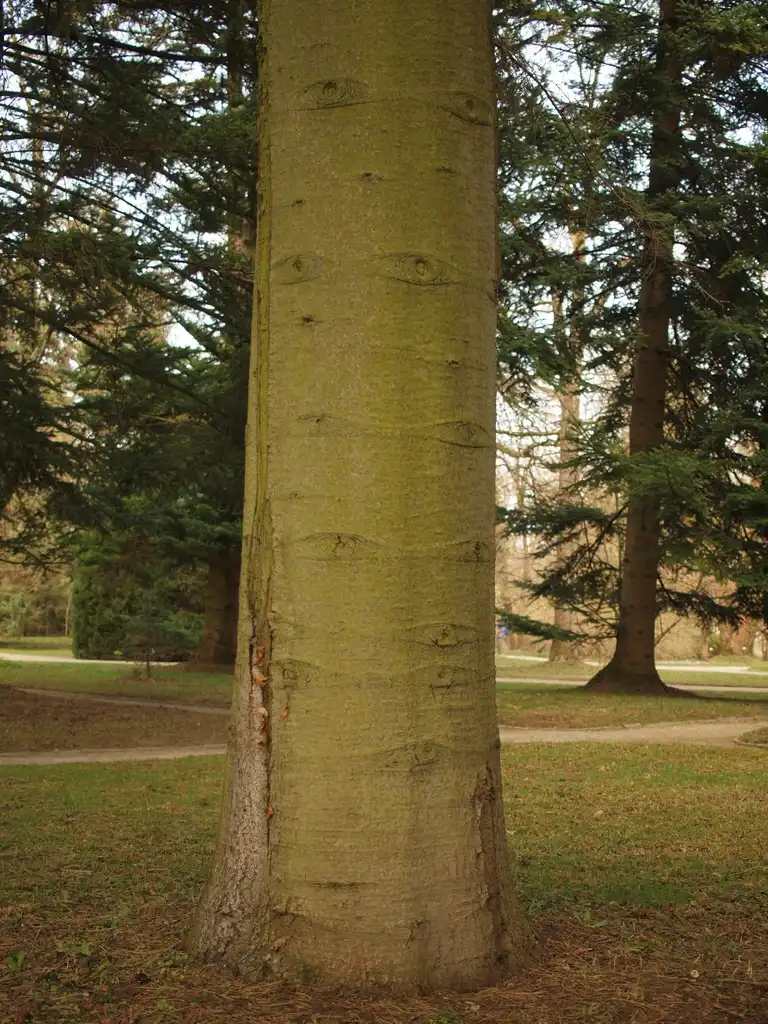 Фото Abies cilicica (Abies cilicicas)