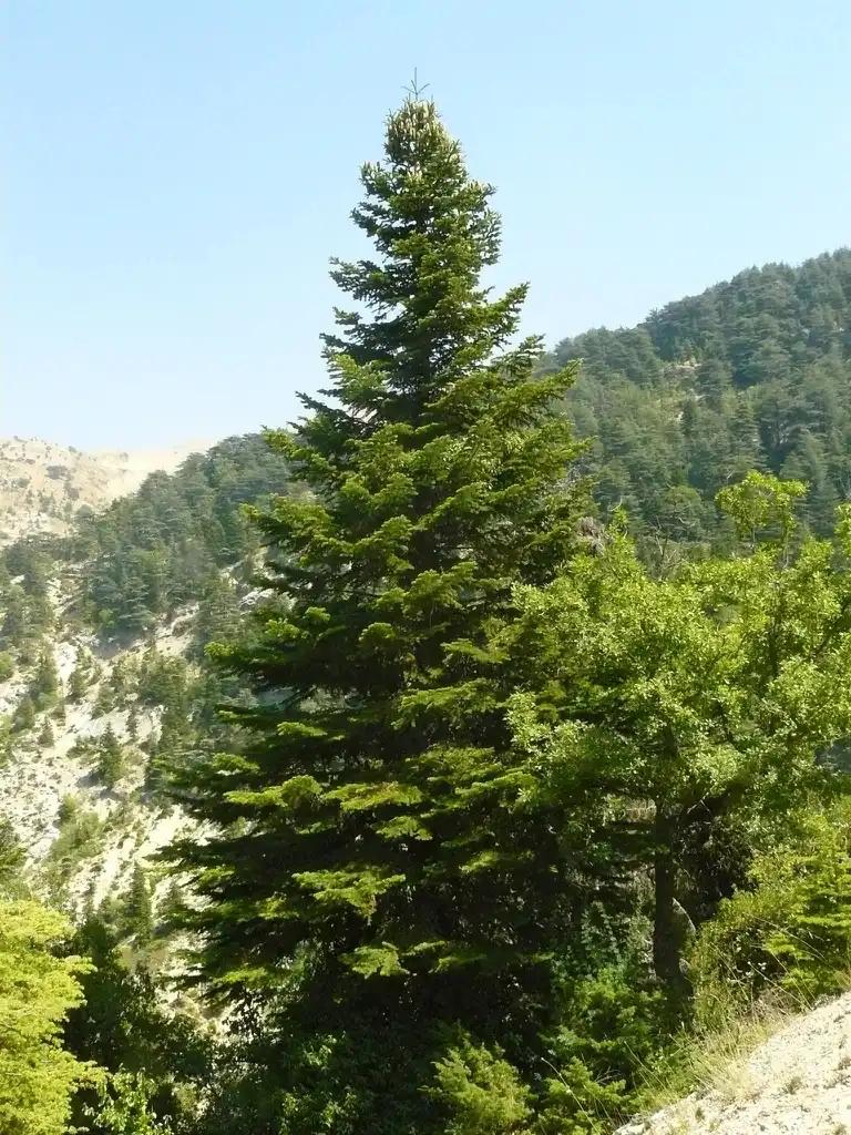 Фото Abies cilicica - Abies cilicica:Elie plus