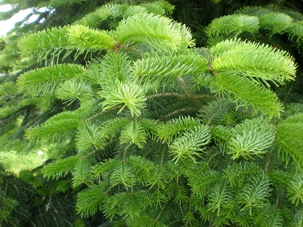Фото Abies cilicica - Abies cilicica:Consultaplantas