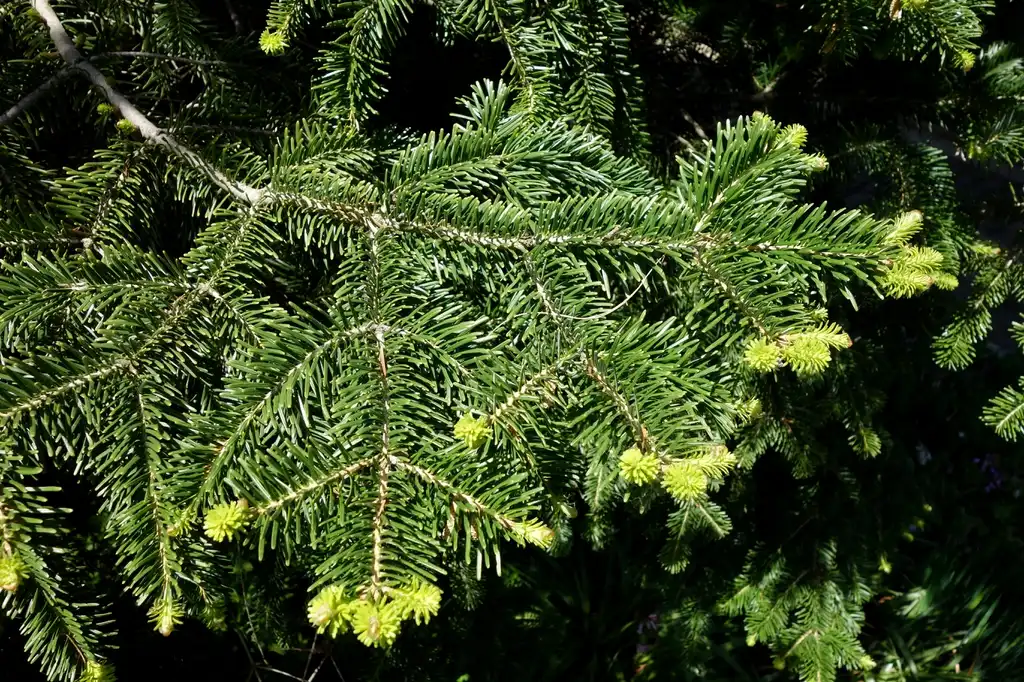 Фото Abies cilicica - Abies cilicica:Daderot