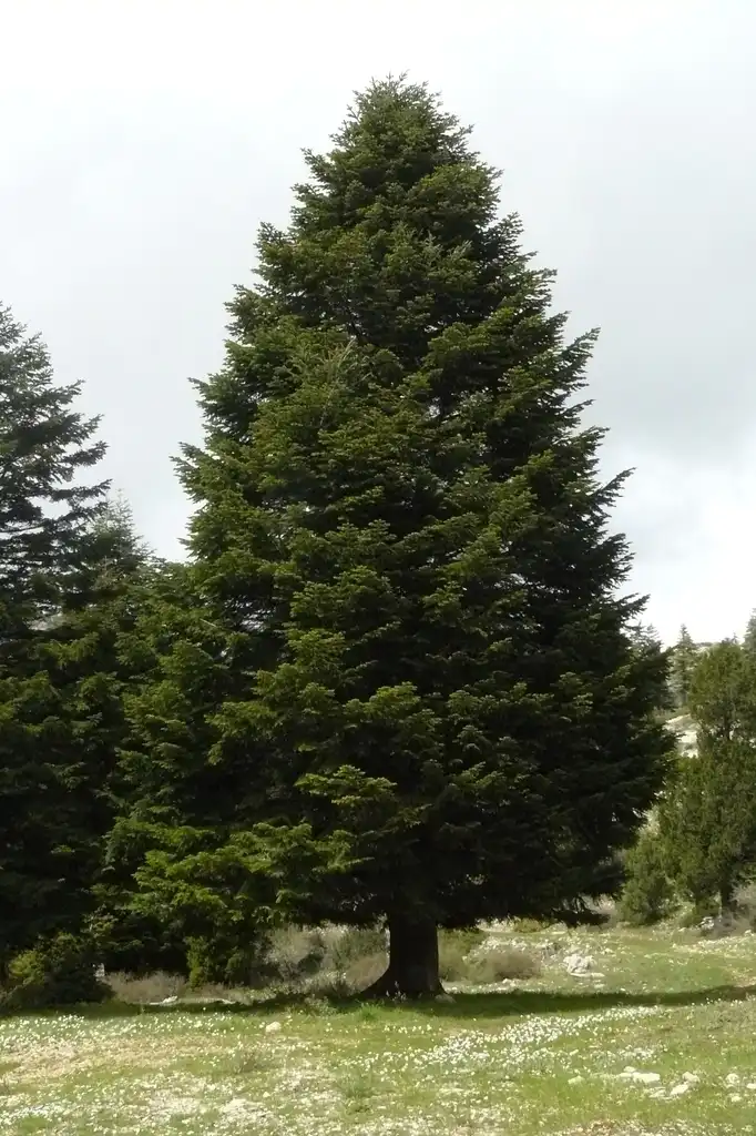 Фото Abies cilicica - Abies cilicica:Elie plus