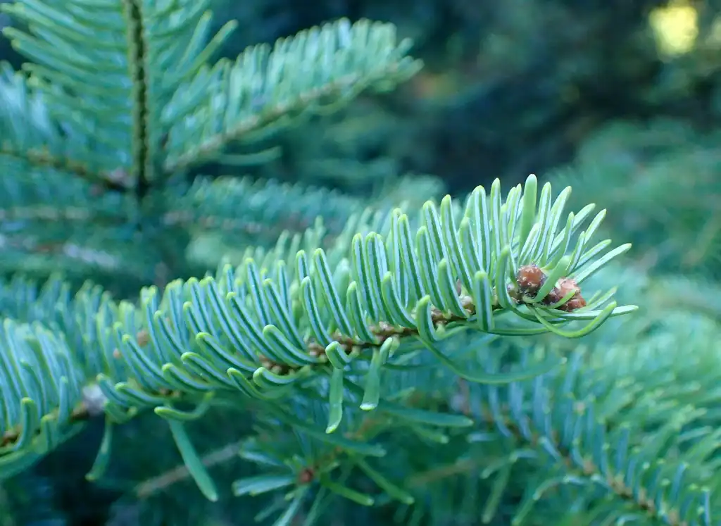Фото Abies cilicica - Abies cilicica:Krzysztof Ziarnek, Kenraiz