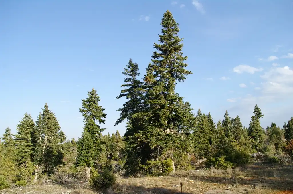 Фото Abies cilicica - Abies cilicica Taurus fir:Zeynel Cebeci