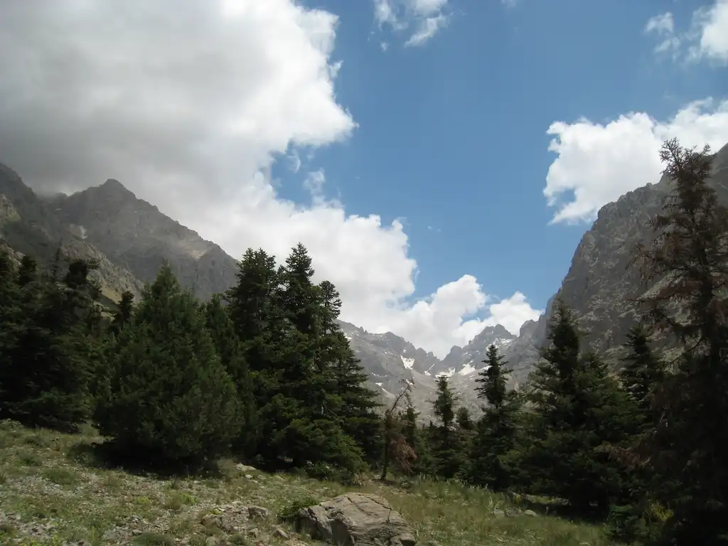 Фото Abies cilicica - Abies cilicica:Vince Smith