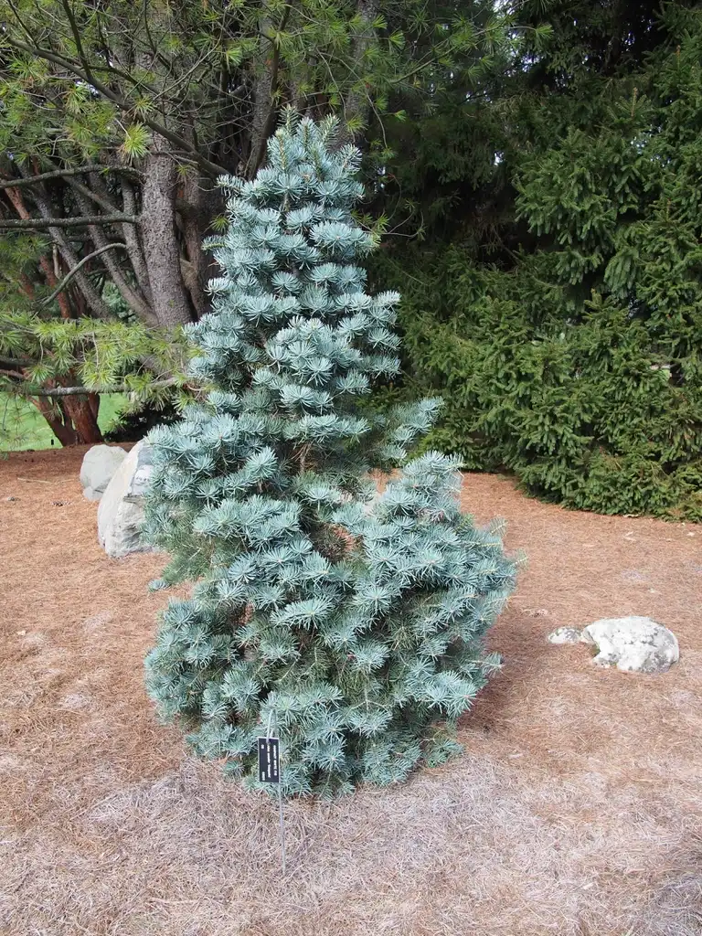Photo of Abies concolor 'Compacta' (Abies concolor 'Compacta's)