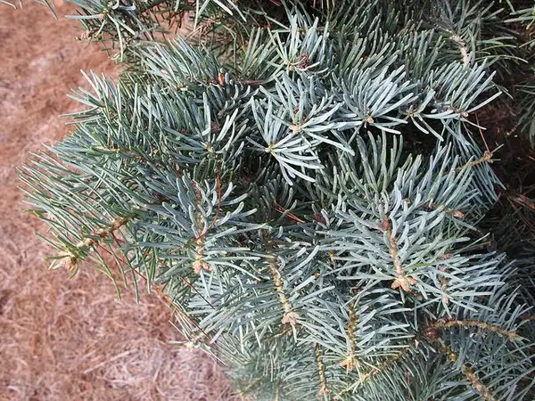 Photo of Abies concolor 'Compacta' (Abies concolor 'Compacta's)