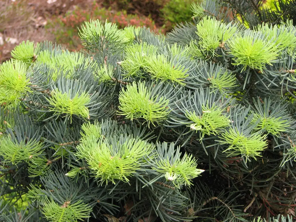 Photo of Abies concolor 'Compacta' - New growth is lime green.:Agnieszka Kwiecień, Nova