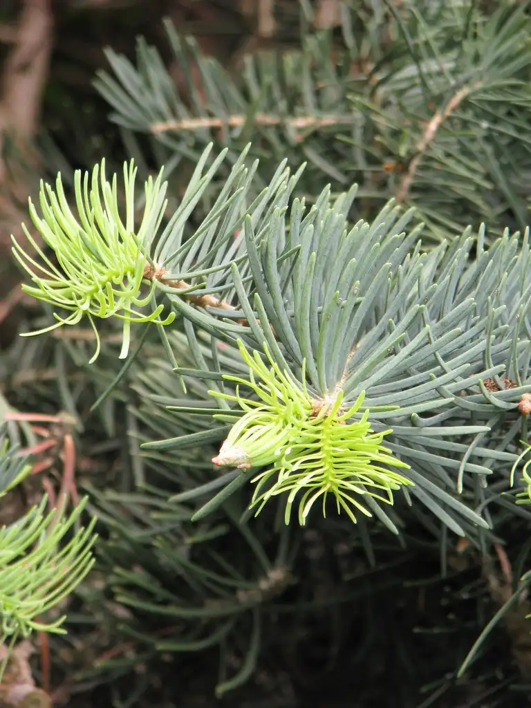 Photo of Abies concolor 'Compacta' - Close up of branch with new growth.:Agnieszka Kwiecień, Nova