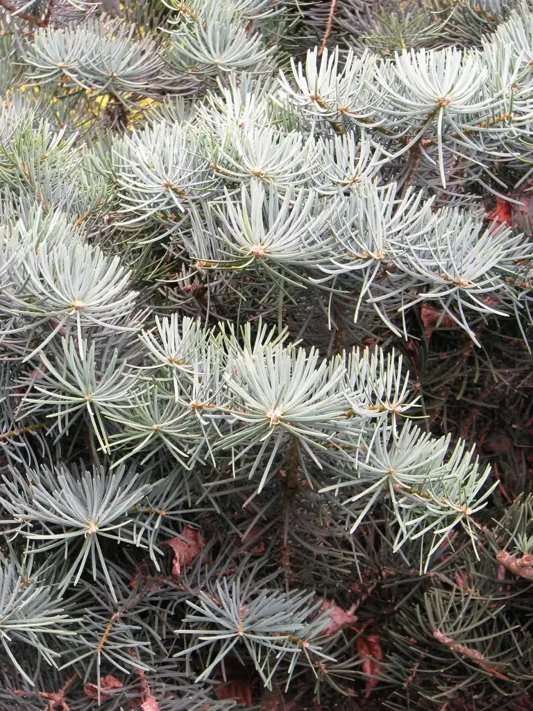 Photo of Abies concolor 'Compacta' - Close up of needles:Agnieszka Kwiecień, Nova