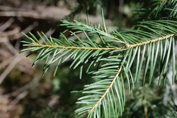 Фото Abies concolor (Abies concolors)