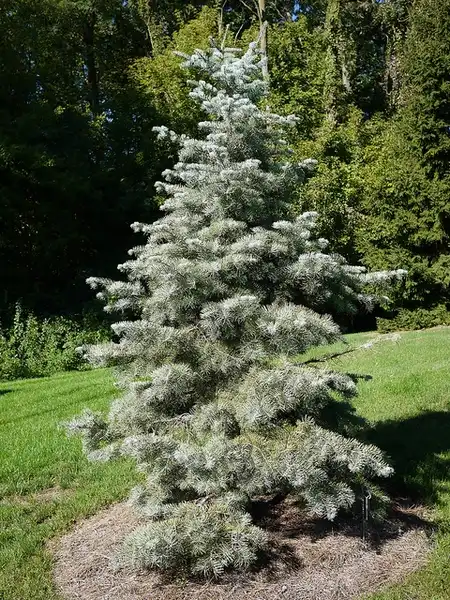 Фото Abies concolor - Blue green needles:F D Richards