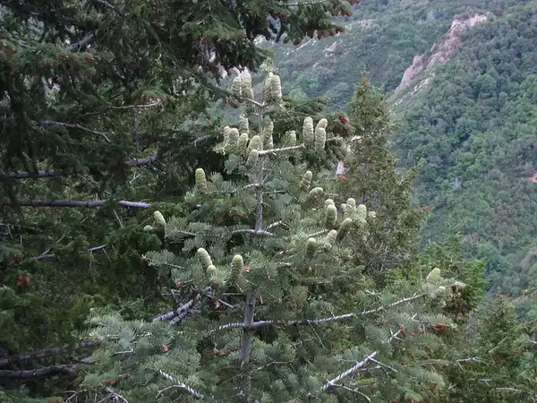 Фото Abies concolor - Form:Bryant Olsen