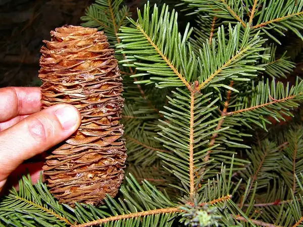 Фото Abies concolor - Close up of cone:Rafael Medina