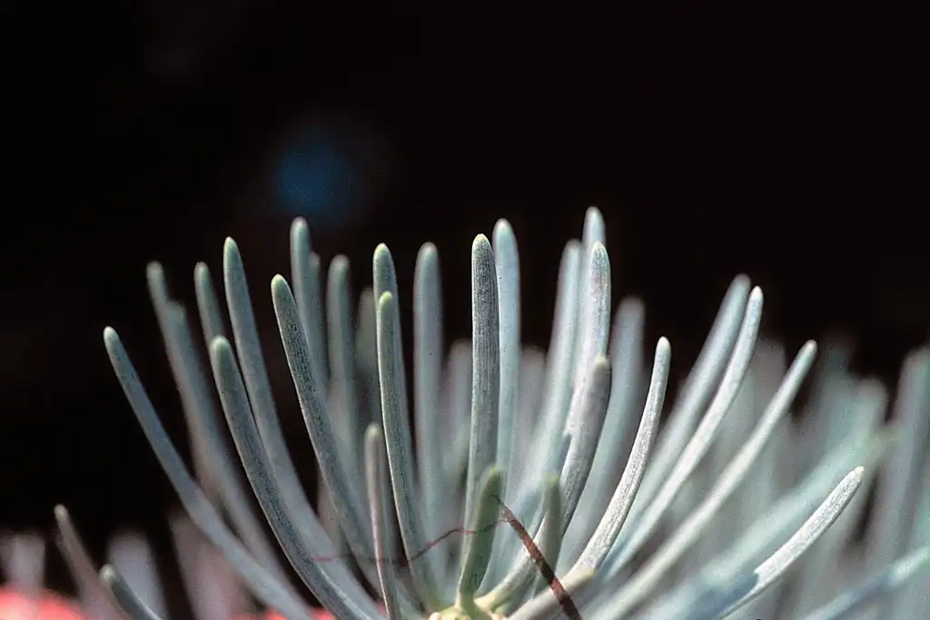 Фото Abies concolor - Needles close up:USDA