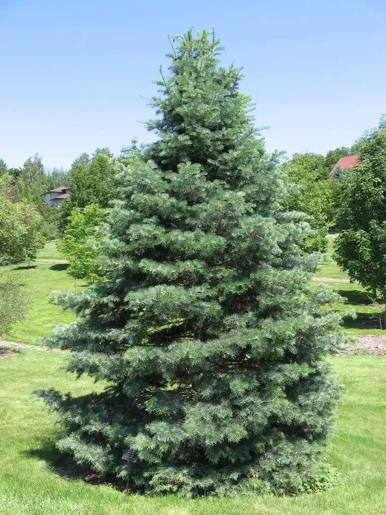 Фото Abies concolor - Form:Mark Wagner