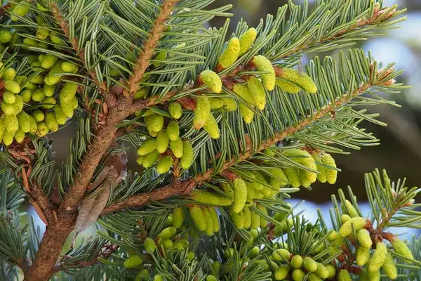 Фото Abies firma (Abies firmas)