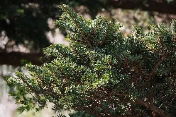 Фото Abies firma - Branch:harum.kho