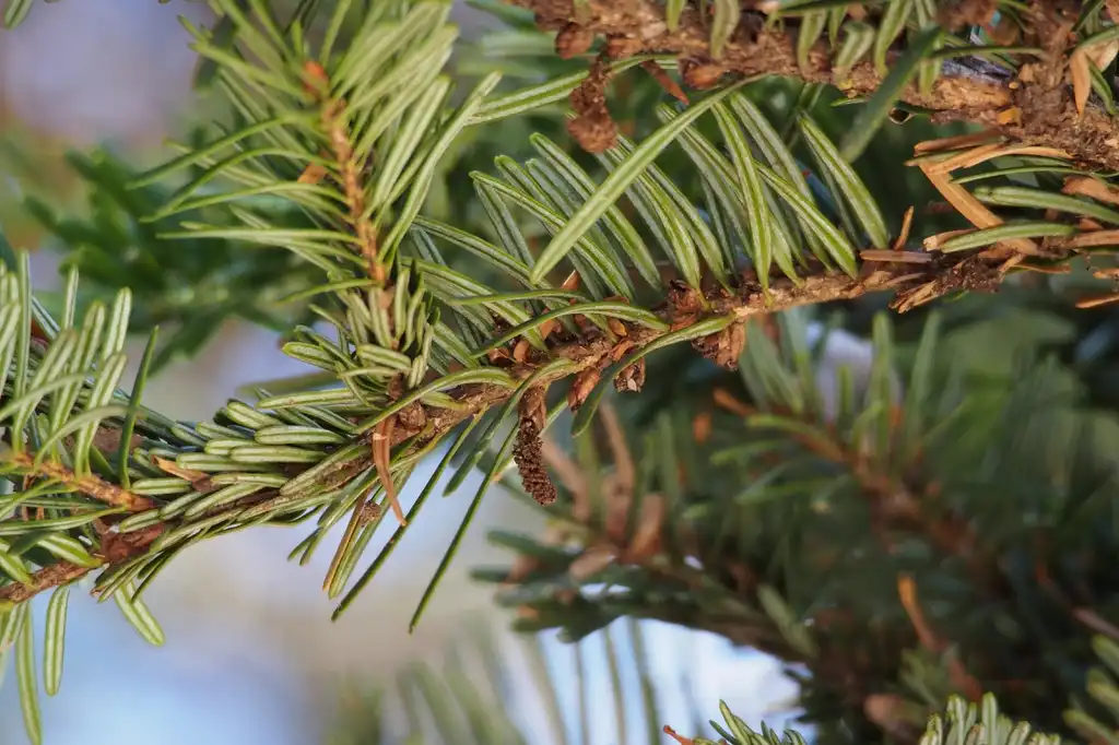 Фото Abies firma - Underside of needles:harum.koh