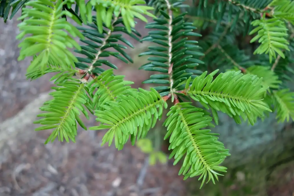 Фото Abies firma - New light green needles:Daderot