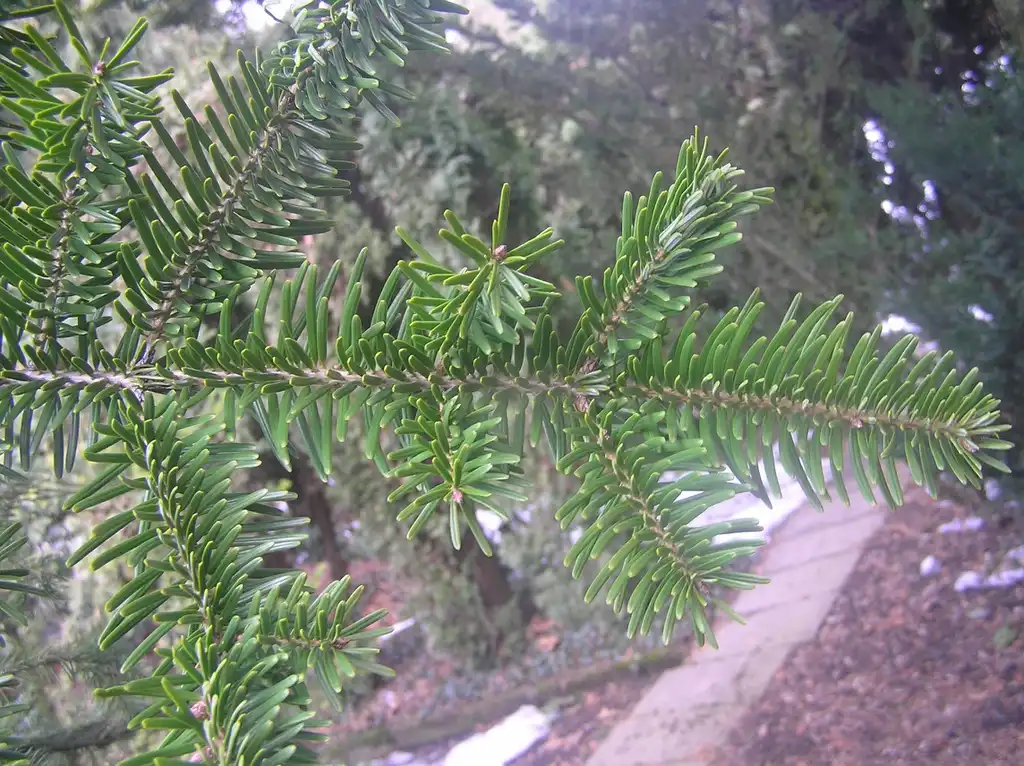 Фото Abies firma - Opposite stems:Petr Filippov