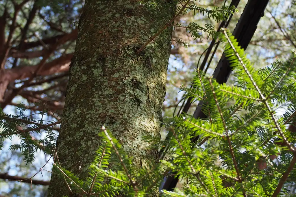 Фото Abies firma - bark:harum.koh