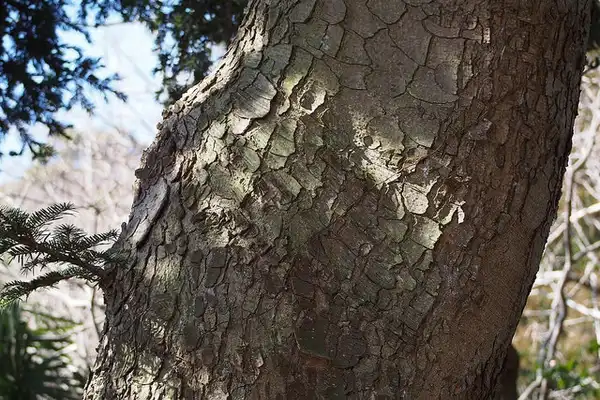 Фото Abies firma - Bark:harum.koh