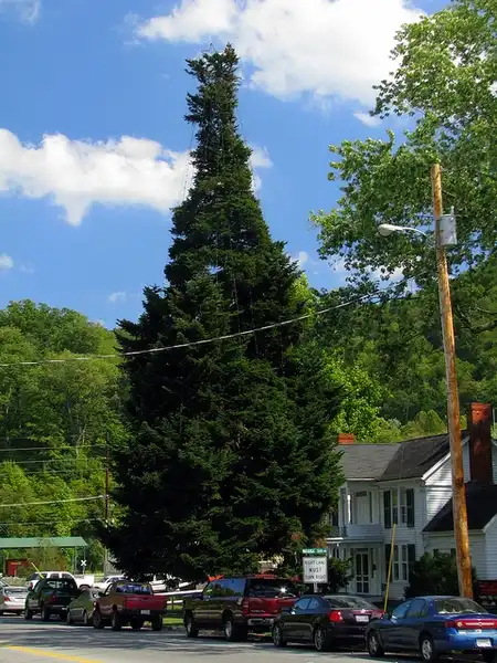 Photo of Abies fraseri (Abies fraseris)