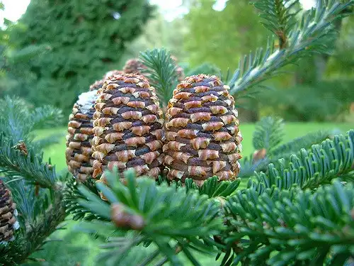 Photo of Abies fraseri (Abies fraseris)