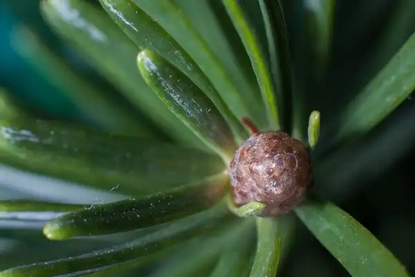 Photo of Abies fraseri - :Tim Sackton