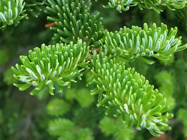 Photo of Abies fraseri - Needles:David B. Gleason